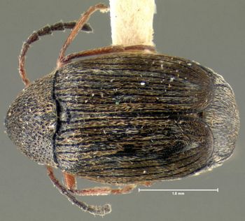 Media type: image;   Entomology 25054 Aspect: habitus dorsal view